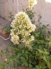 Centranthus ruber