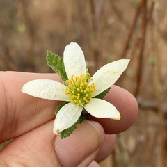 Grewia avellana