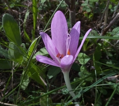 Colchicum lusitanum