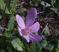 Colchicum lusitanum