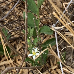 Grewia avellana