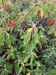 Rhododendron canadense