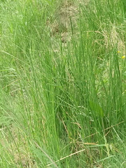 Juncus