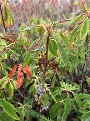 Rhododendron canadense