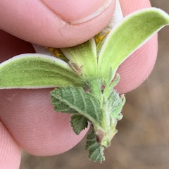 Grewia avellana