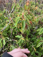 Rhododendron canadense