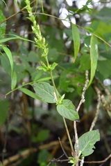 Pseuderanthemum alatum