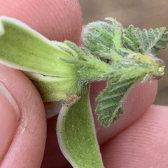 Grewia avellana