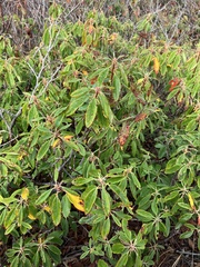 Rhododendron canadense