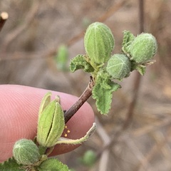 Grewia avellana