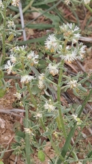 Reseda phyteuma