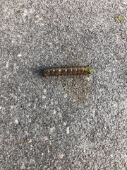 Anisota virginiensis