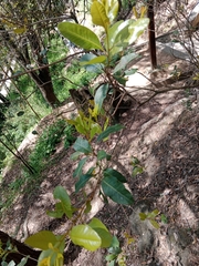 Lithraea caustica