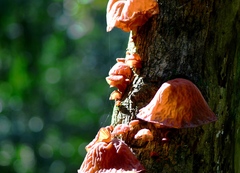 Auricularia auricula-judae