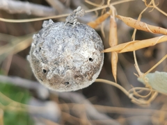 Acariformes