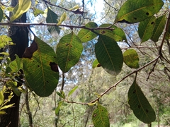 Lithraea caustica