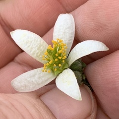 Grewia avellana
