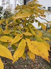 Carya cordiformis
