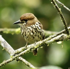 Micromonacha lanceolata