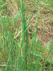 Juncus