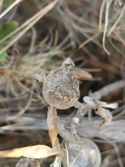 Acariformes