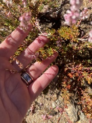 Eriogonum wrightii membranaceum