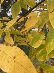 Carya cordiformis