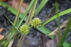 Sparganium americanum