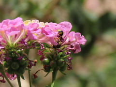 Eumenes mediterraneus