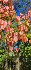 Koelreuteria bipinnata
