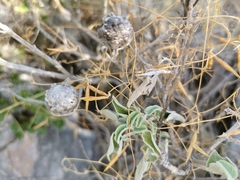 Acariformes