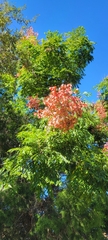 Koelreuteria bipinnata