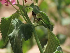 Eumenes mediterraneus