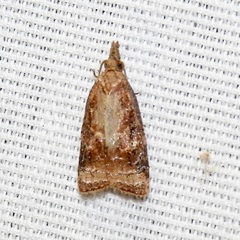 Platynota idaeusalis