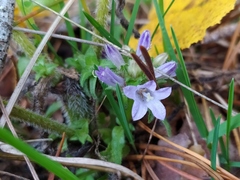 Campanula cervicaria
