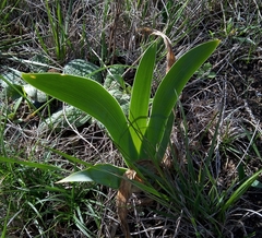 Iris lutescens subbiflora
