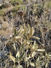 Acariformes
