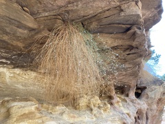 Ipomopsis longiflora