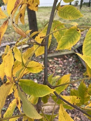 Carya cordiformis
