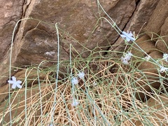 Ipomopsis longiflora