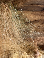 Ipomopsis longiflora