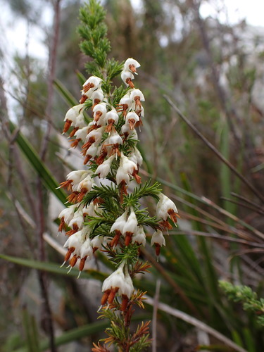 Image of Erica penicilliformis by (c) Ren Hoekstra, some rights reserved (CC BY)