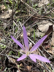 Colchicum filifolium