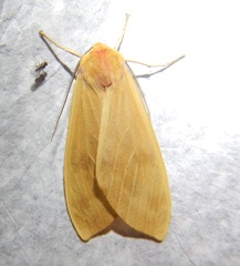 Phaegopterina