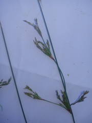 Juncus