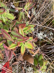 Rhododendron groenlandicum