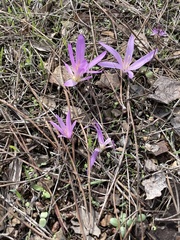 Colchicum filifolium
