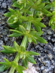 Galium arenarium