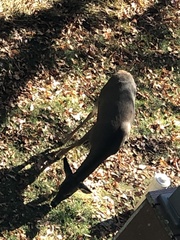 Odocoileus virginianus virginianus