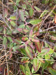 Rhododendron groenlandicum